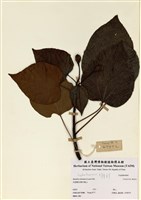 藏品(Ileuuites montans (Loun) hila)的圖片